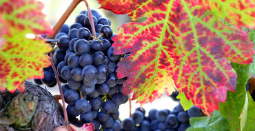 Viticulture et négoce de vins