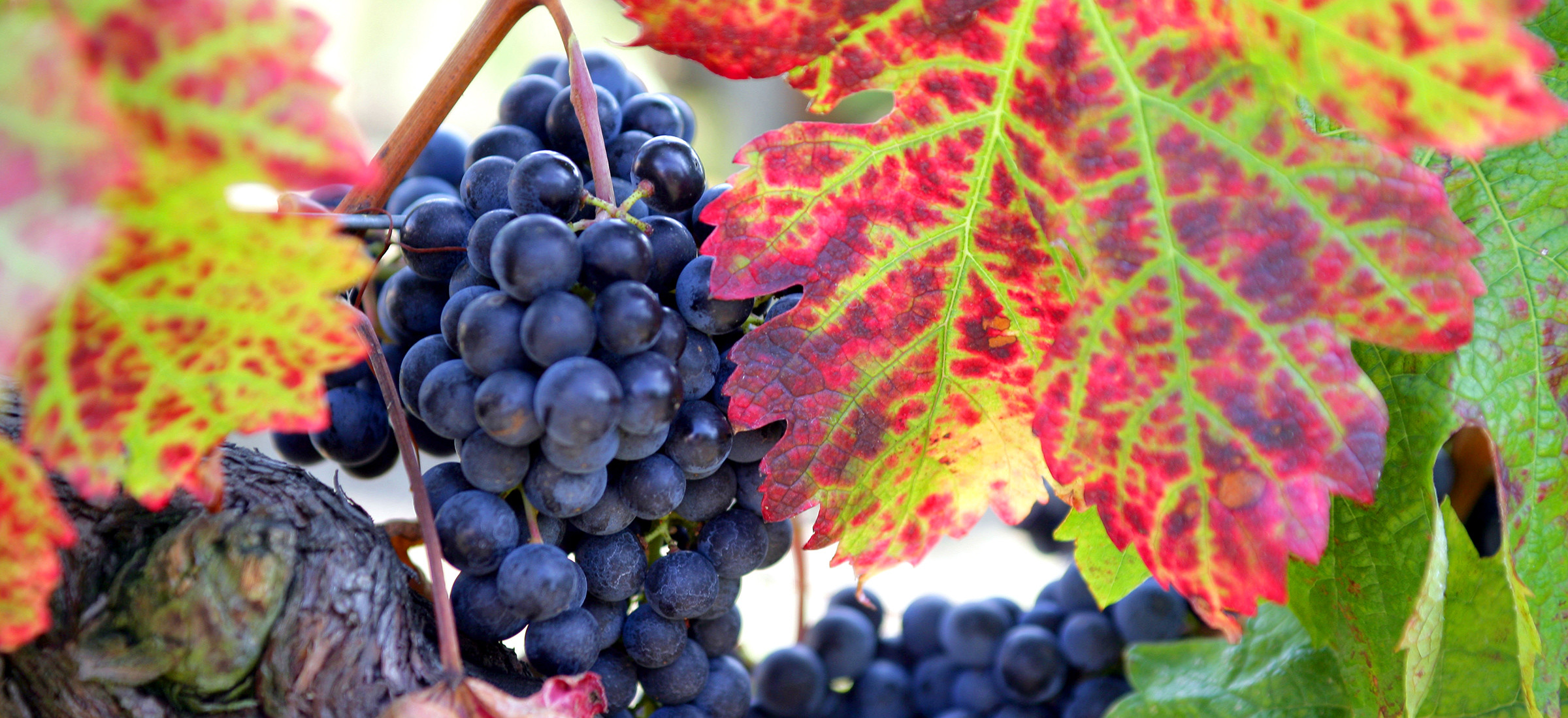Viticulture et négoce de vins